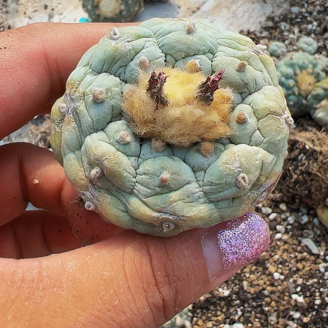 唐***g落地自根海鲜，尺寸5厘米