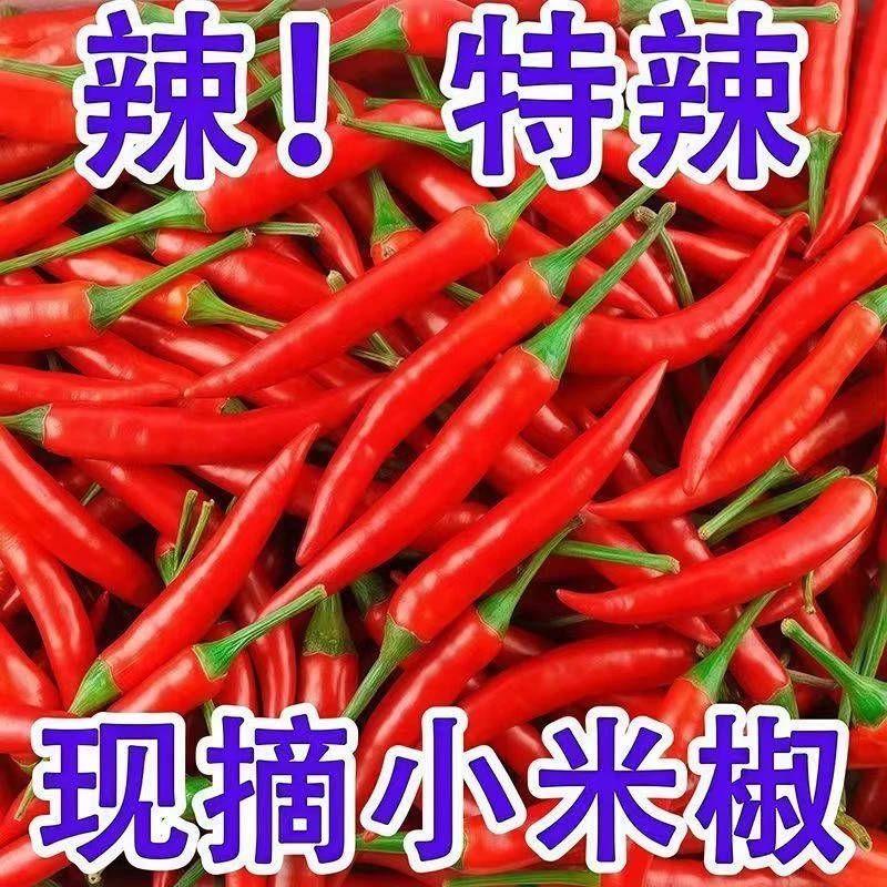 云南小米辣新鲜现摘特辣小米辣可用于餐饮调味的蔬菜辣椒