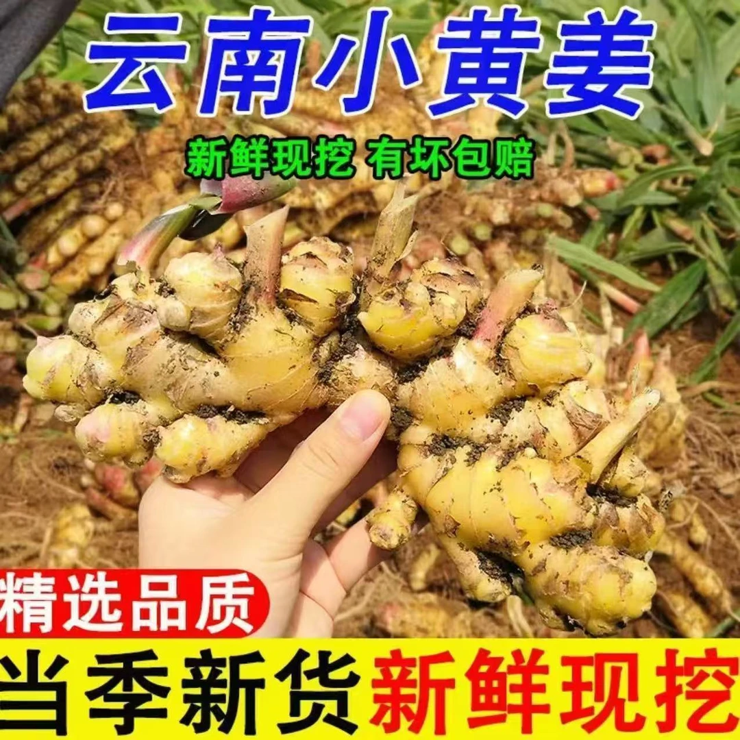 正宗云南高山中国小黄姜新鲜现挖辛辣浓郁生姜今年老姜鲜选
