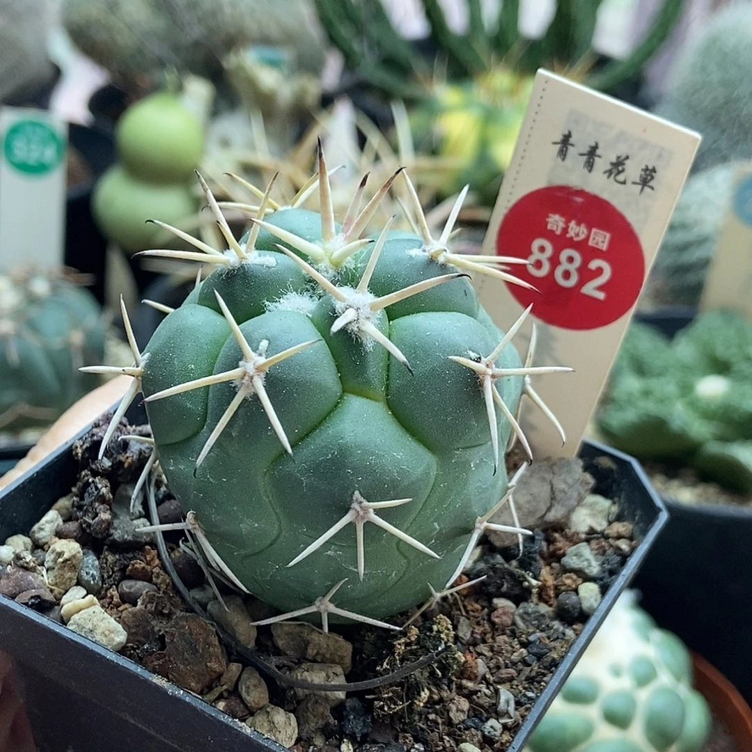 实生顶花龙角冠4.6cm一棵