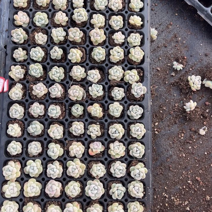 105颗冰玉单头穴盘，偏远地区不包邮