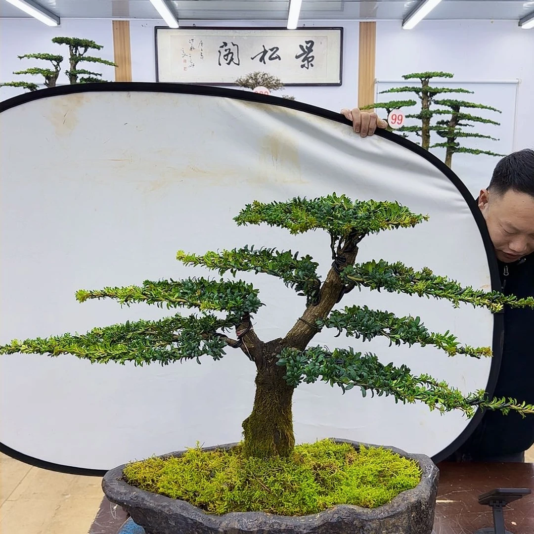 盆景欢迎大家加入我们