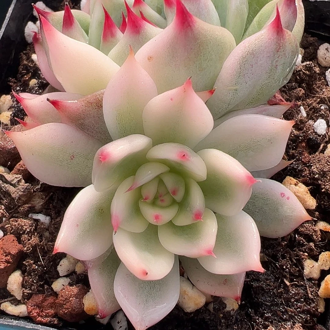 吉娃娃锦，宽覆轮锦头带石化加绿头带锦