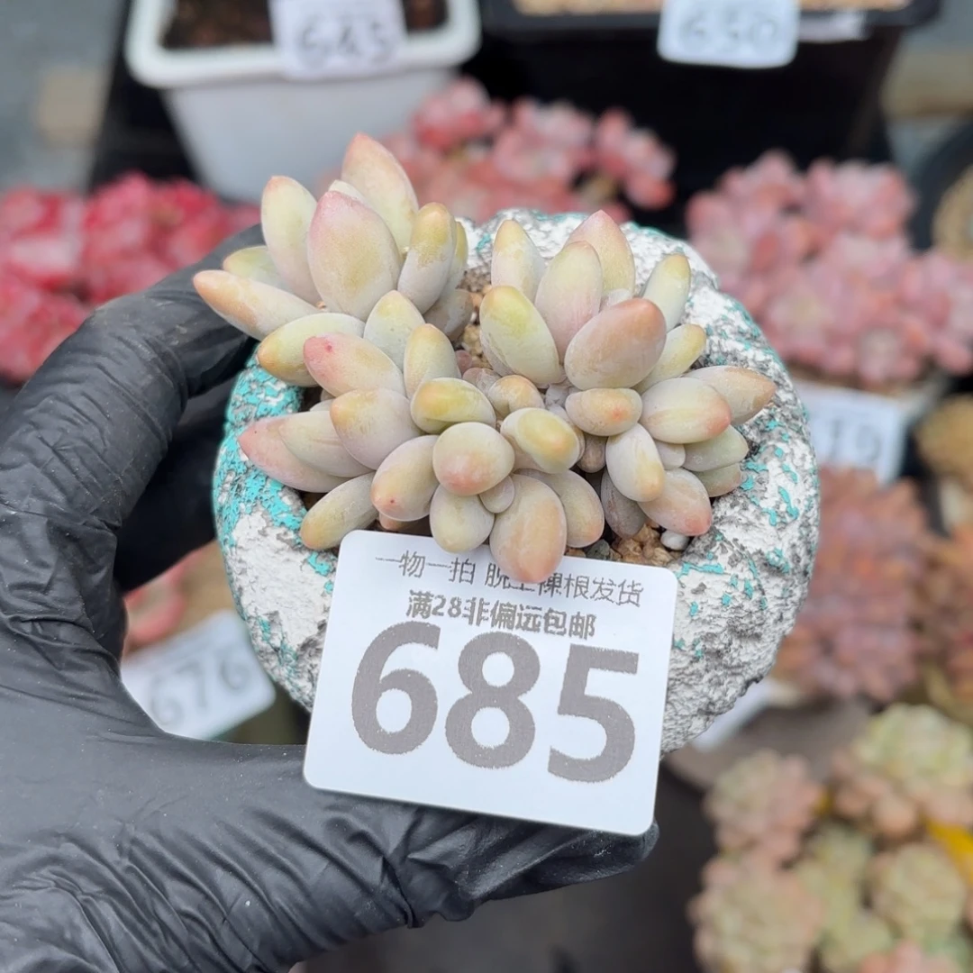 白兰地无盆土发货