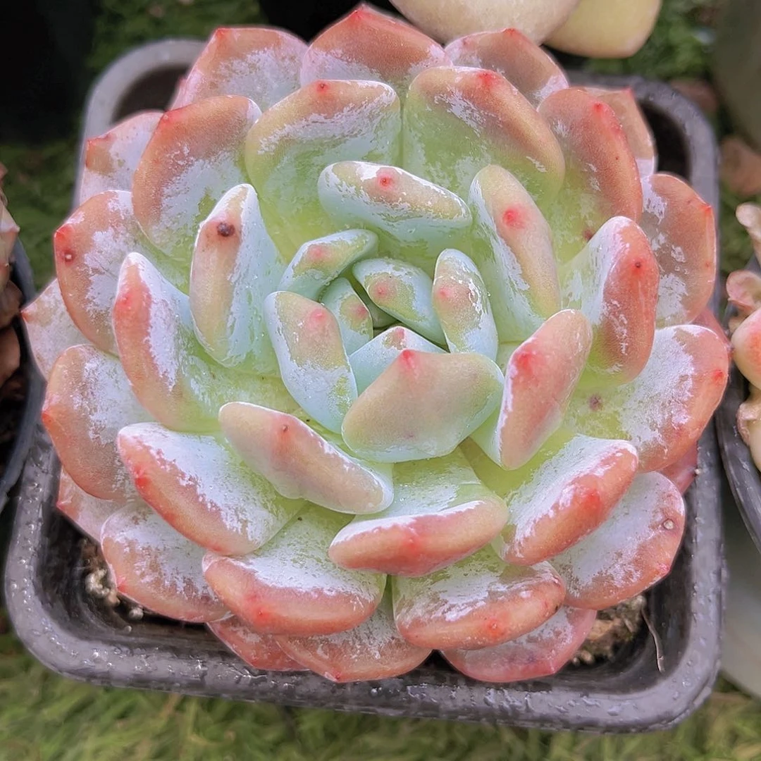 34号988888888889888