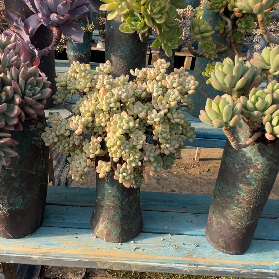 精品雪酪蛋糕妖桩脱土