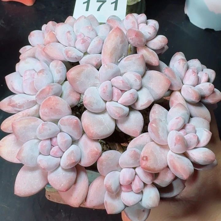 丸叶香水群生整装         精控精养多肉植物