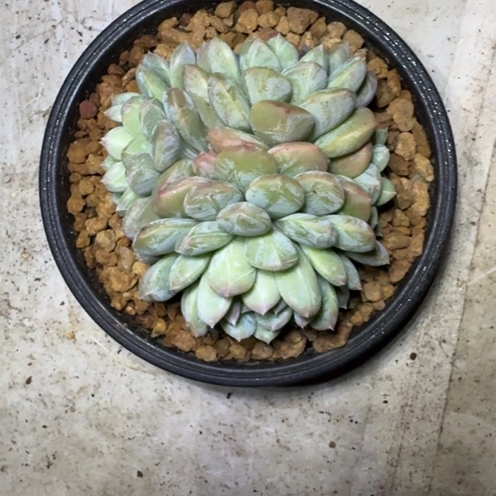 百达翡翠 群生 一物一拍