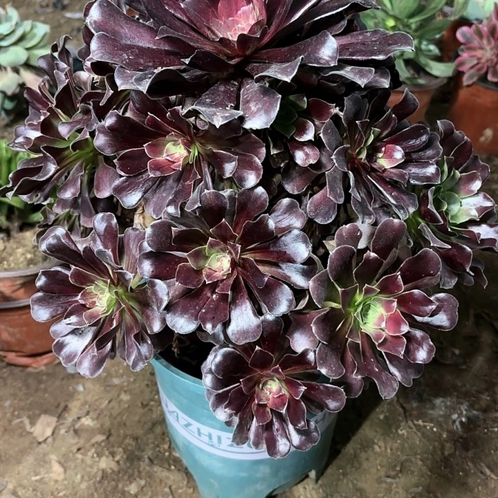 多肉植物欧若拉88