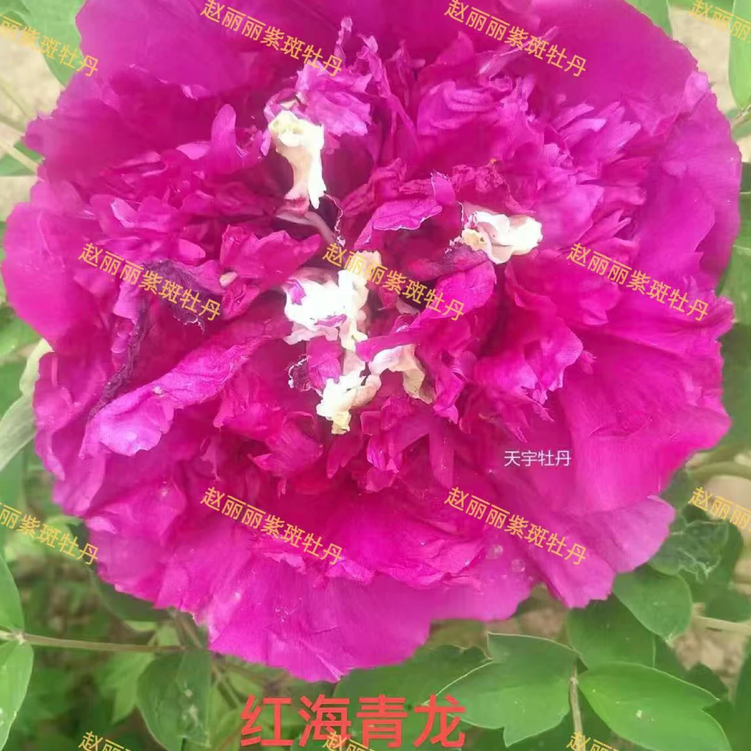 紫斑牡丹花红色系