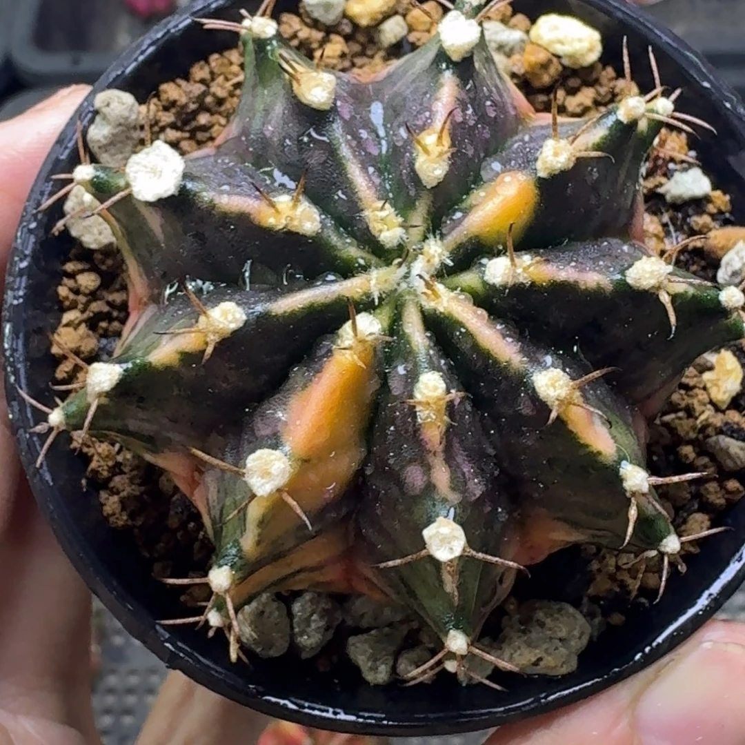 实生泰球米哈锦8号