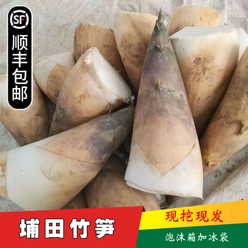 【顺丰包邮】潮汕埔田竹笋新鲜现挖带壳鲜笋新鲜嫩竹笋尖子麻竹甜笋