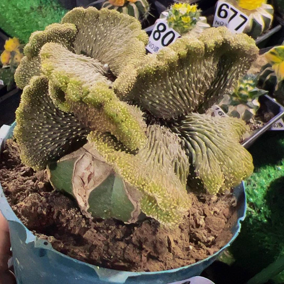 勃叶花笼缀化仙人球734