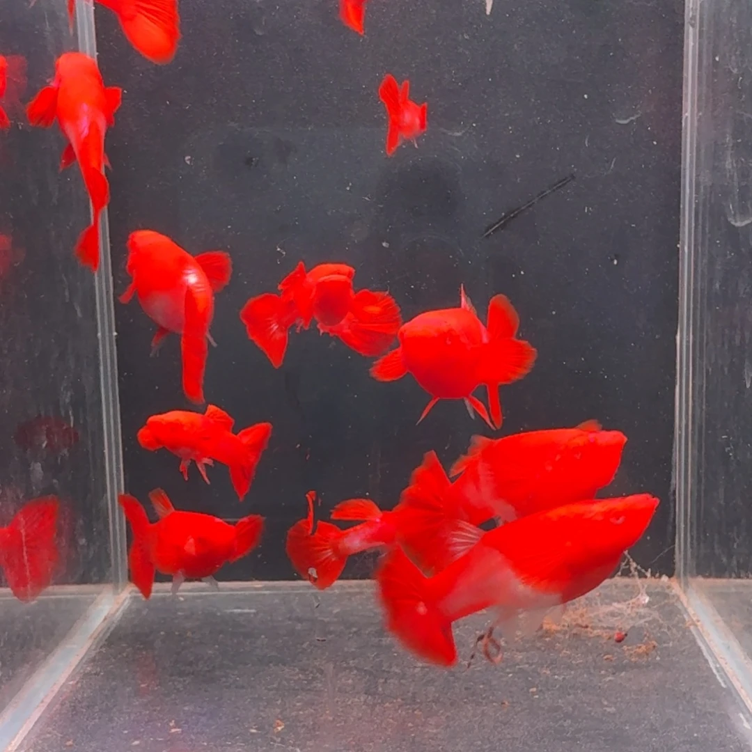 孔雀鱼通背双分水7对