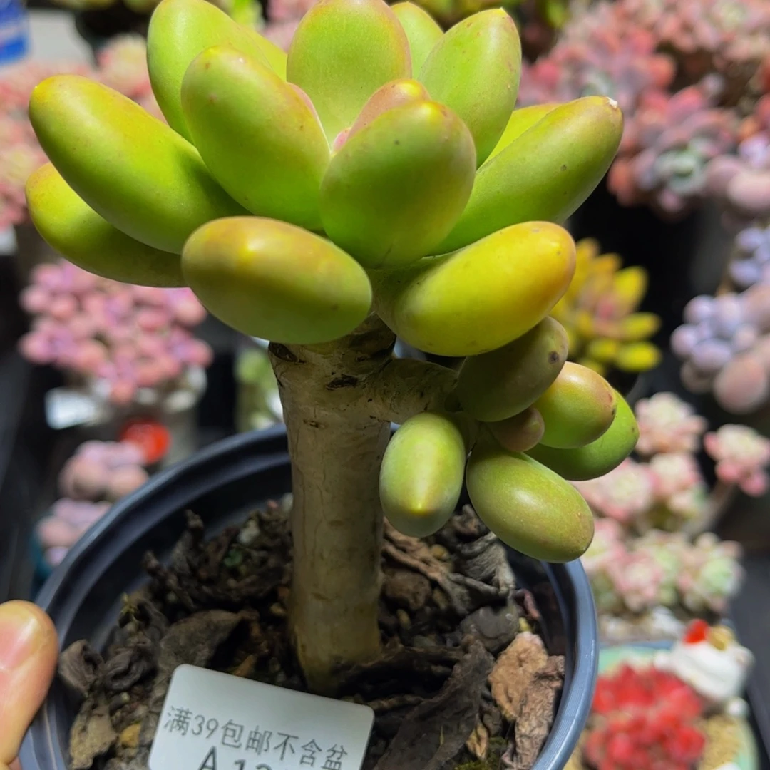 1314芒果奶9厘米多肉