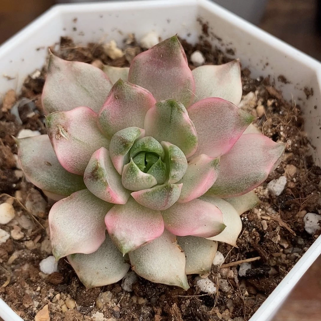 血燕锦  小方花圃一物一拍