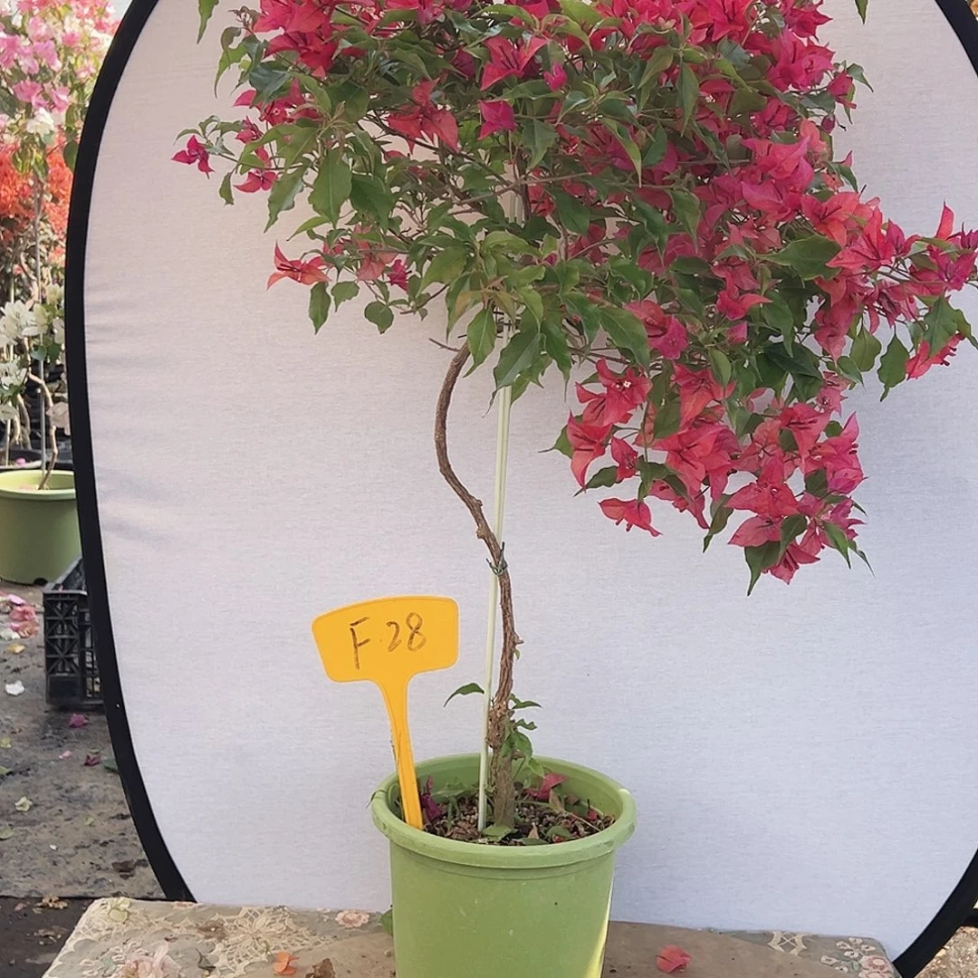 爱***孩大部分花苞少量开放F28紫桑巴