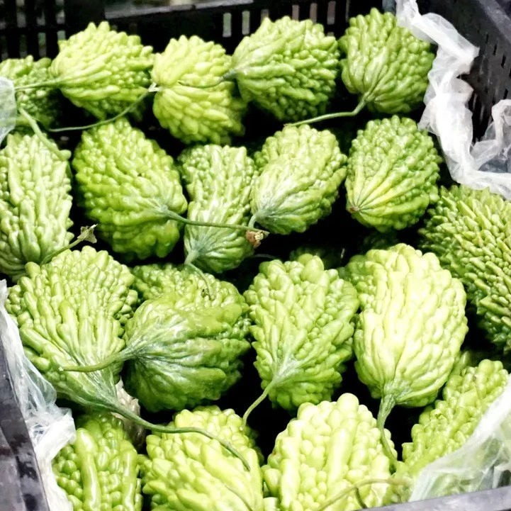 【陶子优品】云南正宗高山苦瓜
