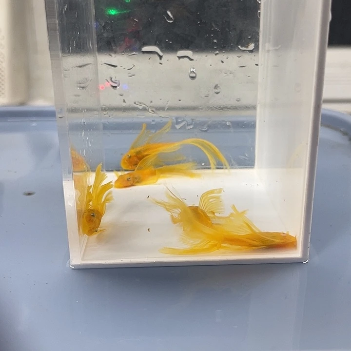 清道夫鱼大帆5条开箱视频报损