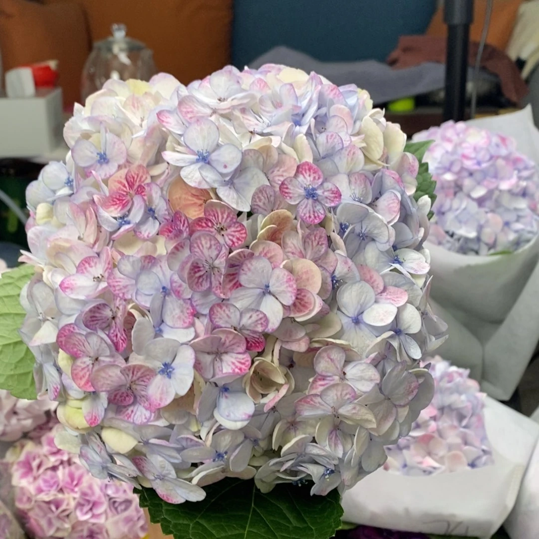 加购499号绣球（3单顺丰冷链包邮，偏远补15运费发德邦空运）