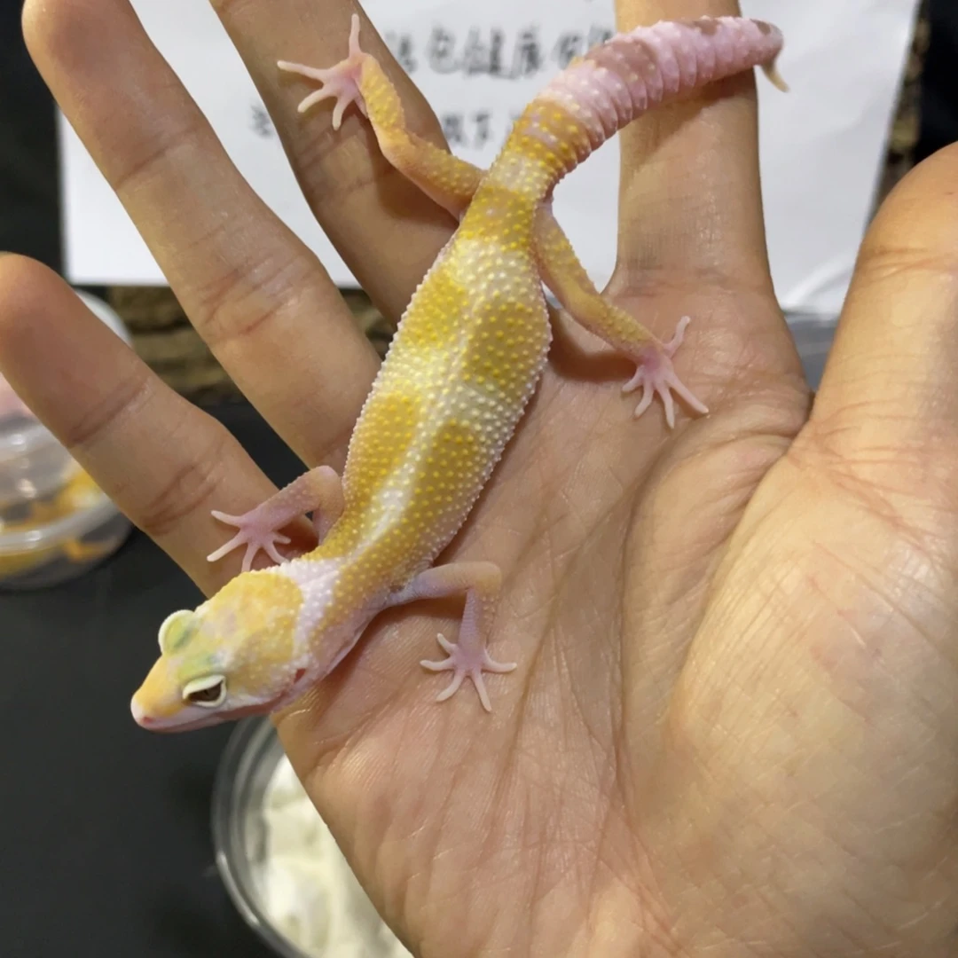 豹纹守宫白黄川普 母