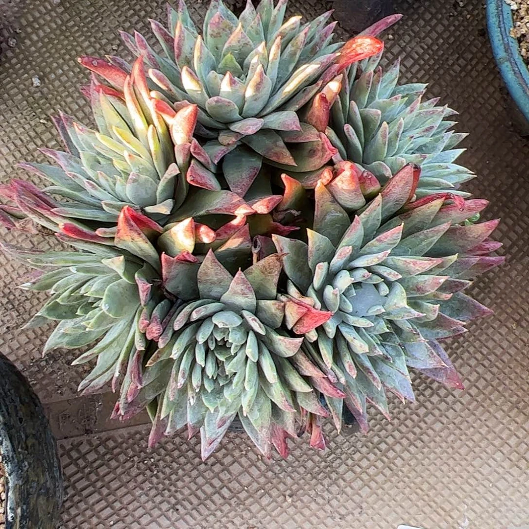 4169白雪仙女杯多肉