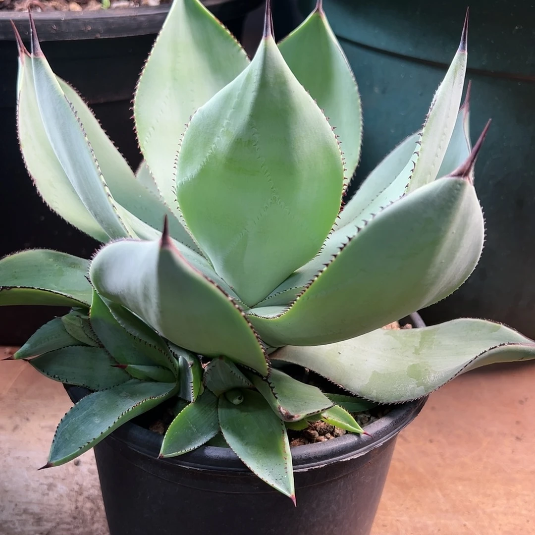 无花朵多肉植物白狐龙舌兰