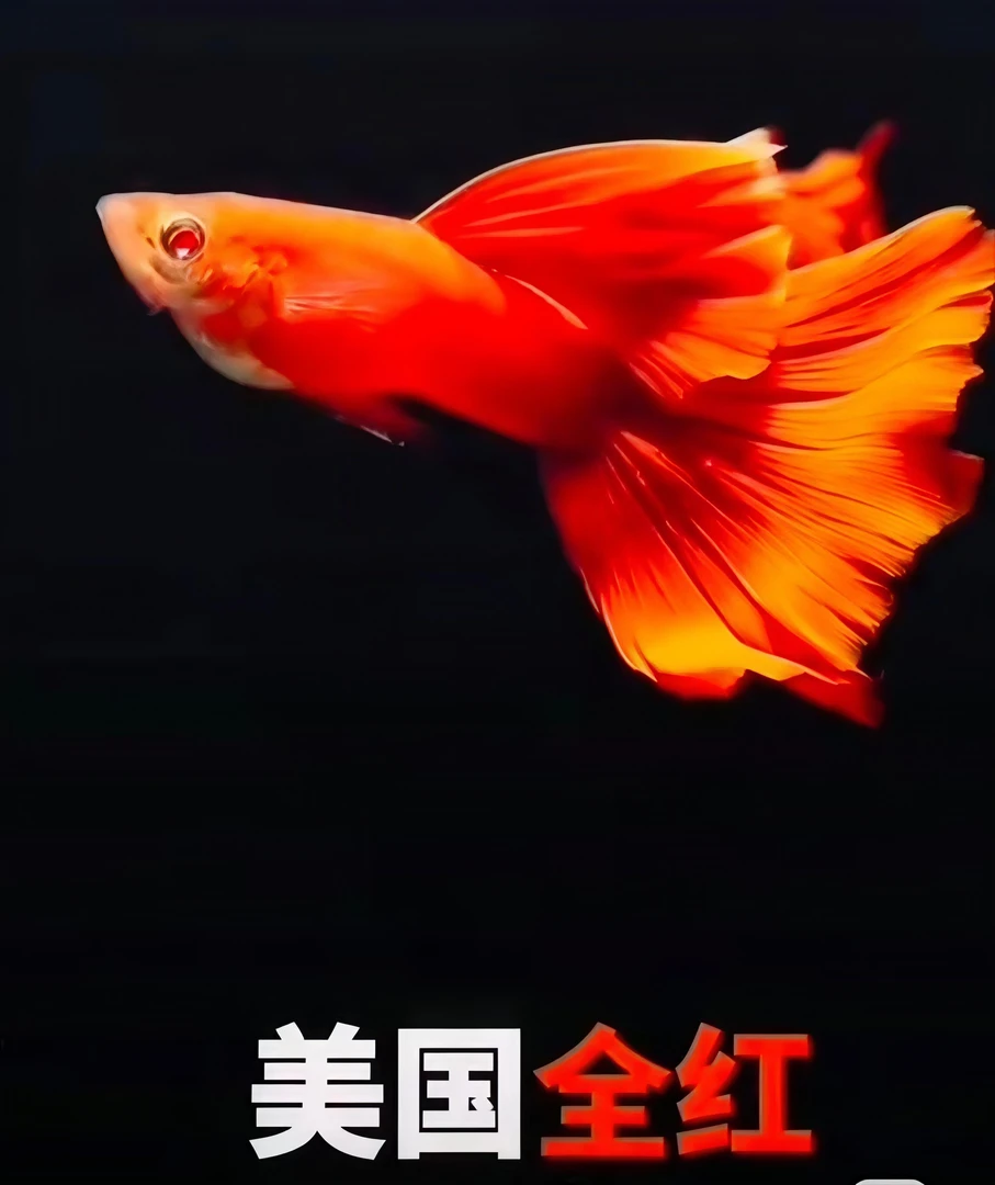 精品美系全红孔雀鱼