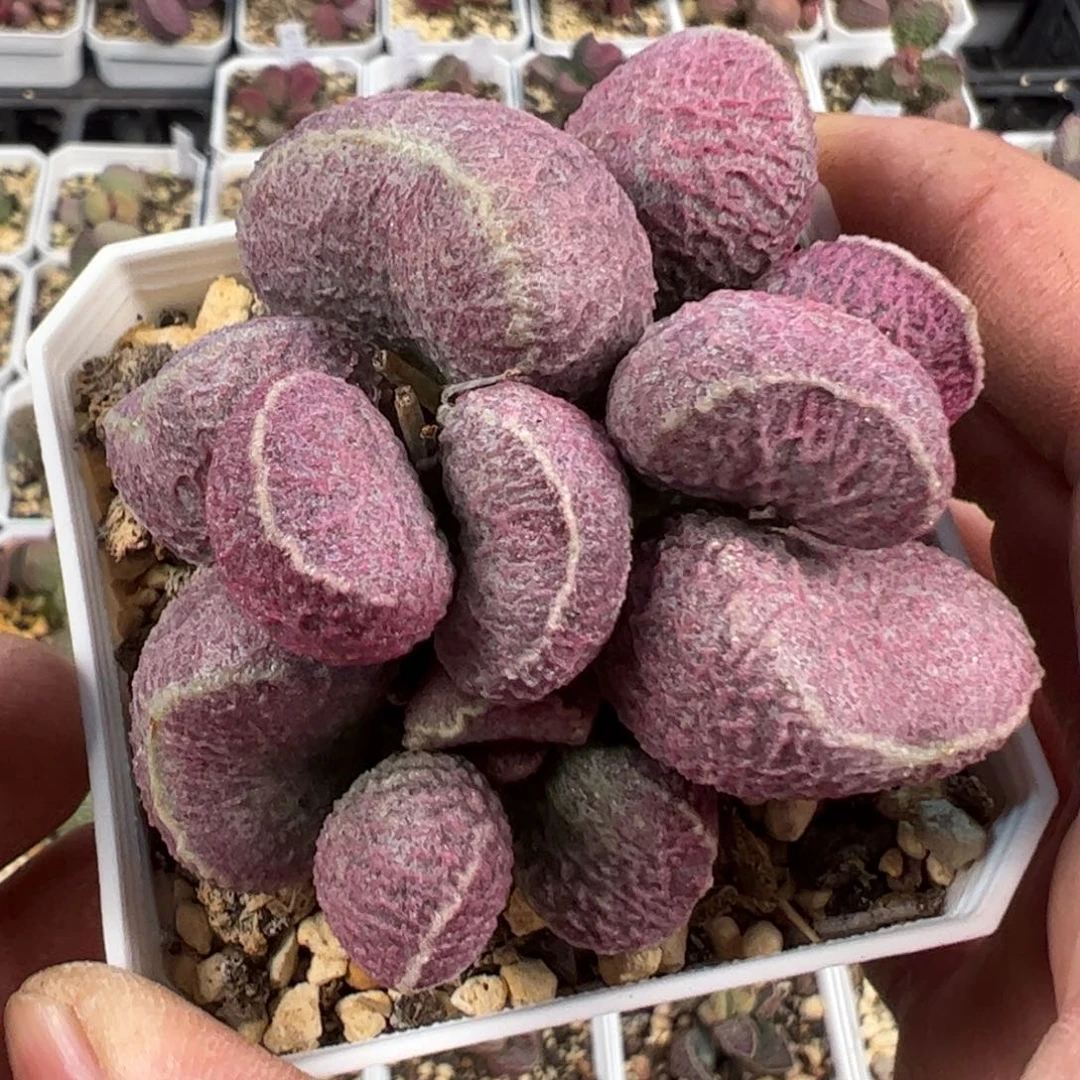 圆叶哈默猪肝多肉植物水泡