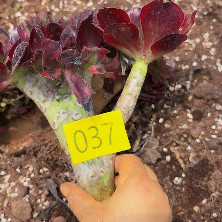 多肉植物无毒缀037个
