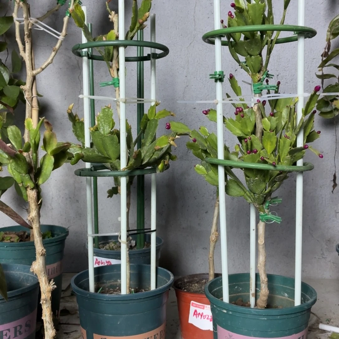 弹***花无花朵弹棉花花友两盆两层粉重瓣加莎伦