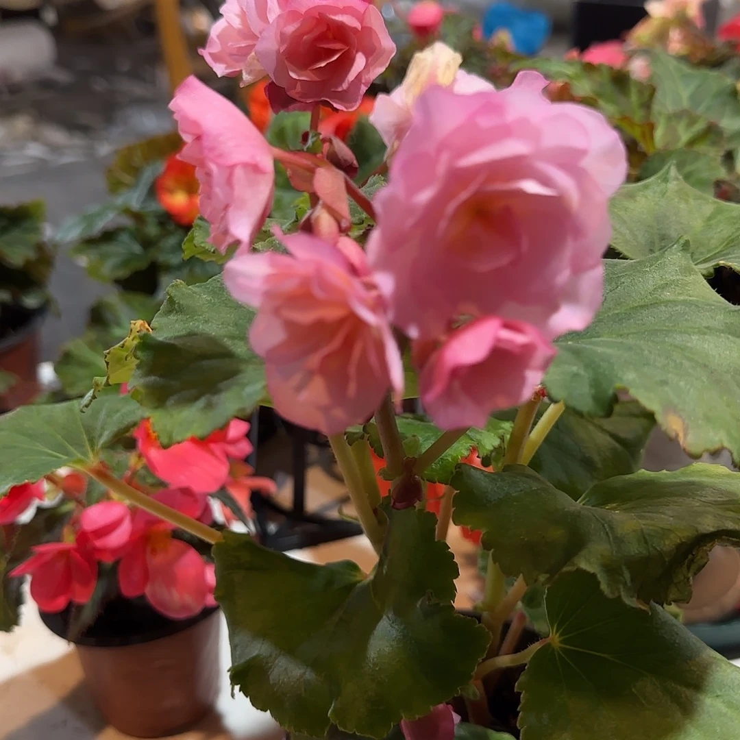 光荣粉丽格海棠 130盆