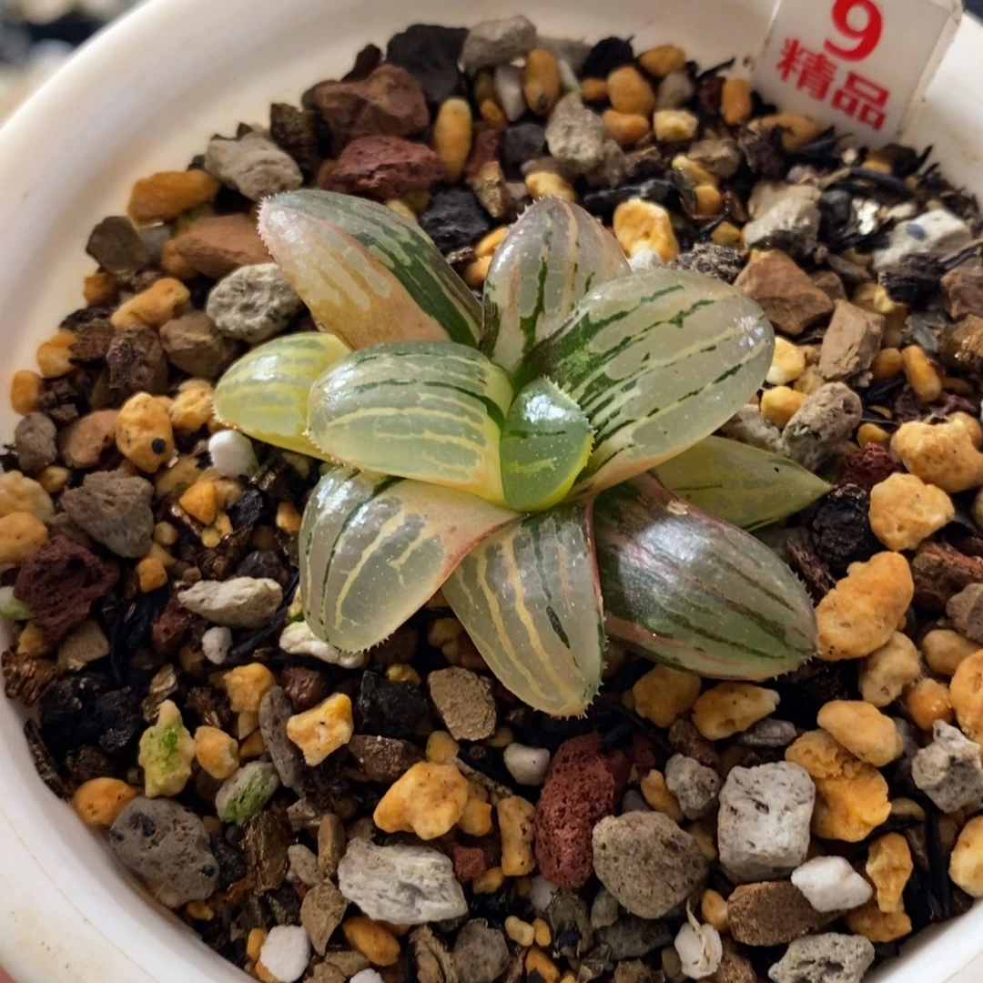 9号香瓜岛多肉植物