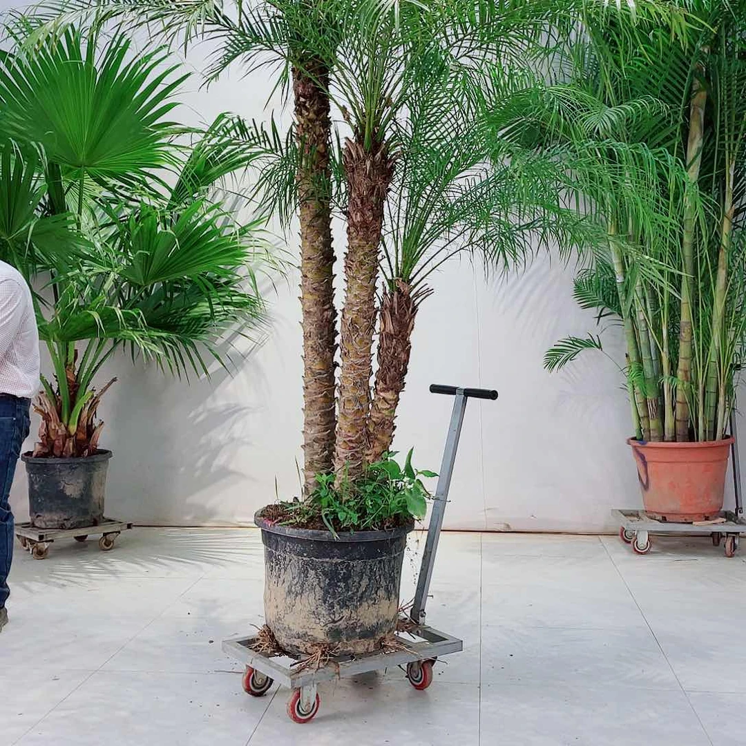 皇**通135678990000090