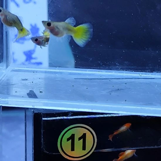 孔雀鱼21黄金玻璃猫一对