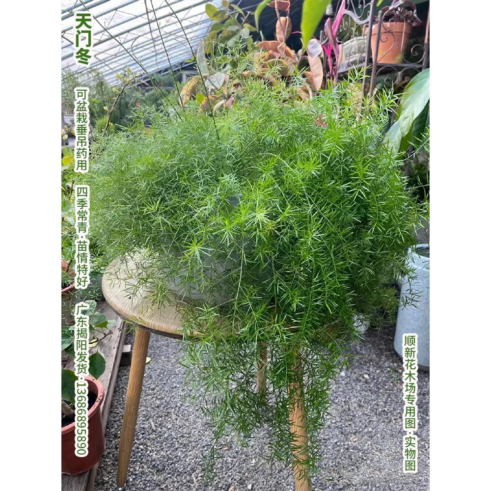 天门冬盆栽室内外阳台四季常青狐尾天门冬庭院耐晒耐寒武竹丝绿植