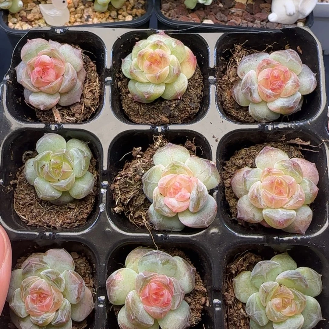 【满28包邮非偏远】788九棵糖心卡拉米