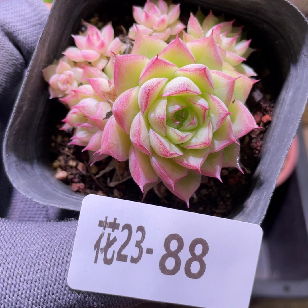 花利美23-88女王