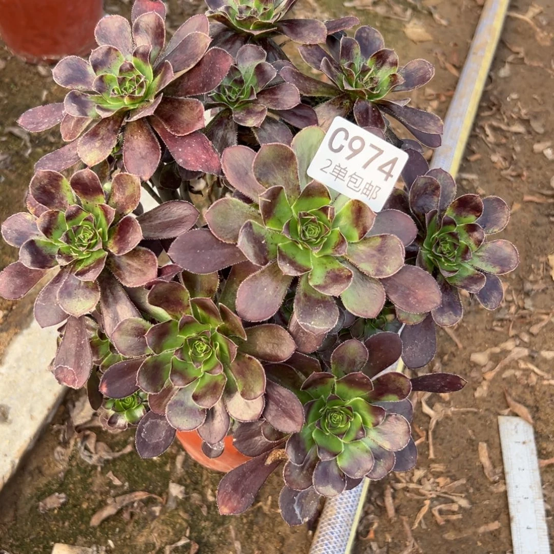 974多肉   原叶不包断头