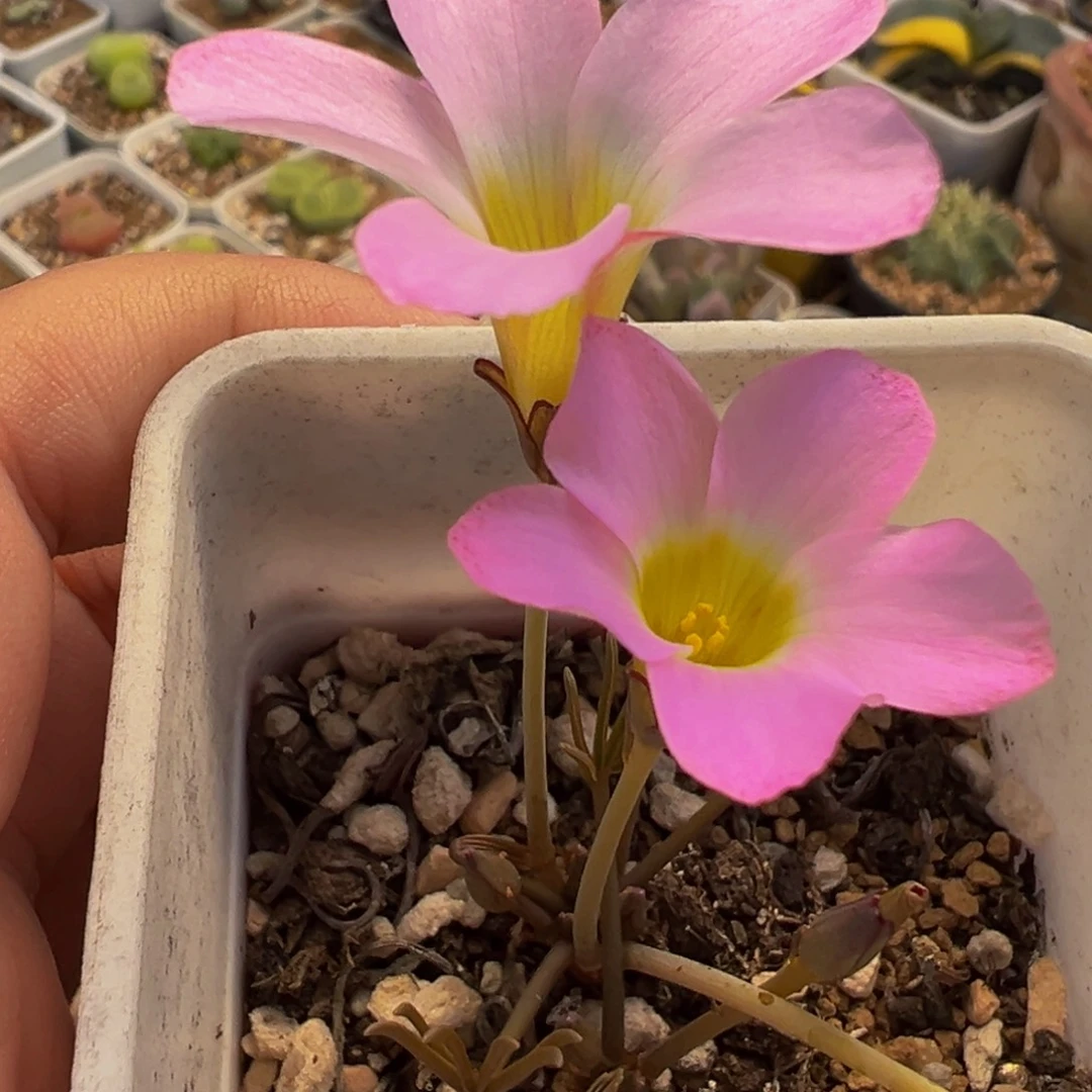 152多肉植物种类多样