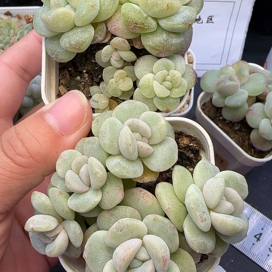 三***夜【满29包邮非偏远】170两颗冰玉石化