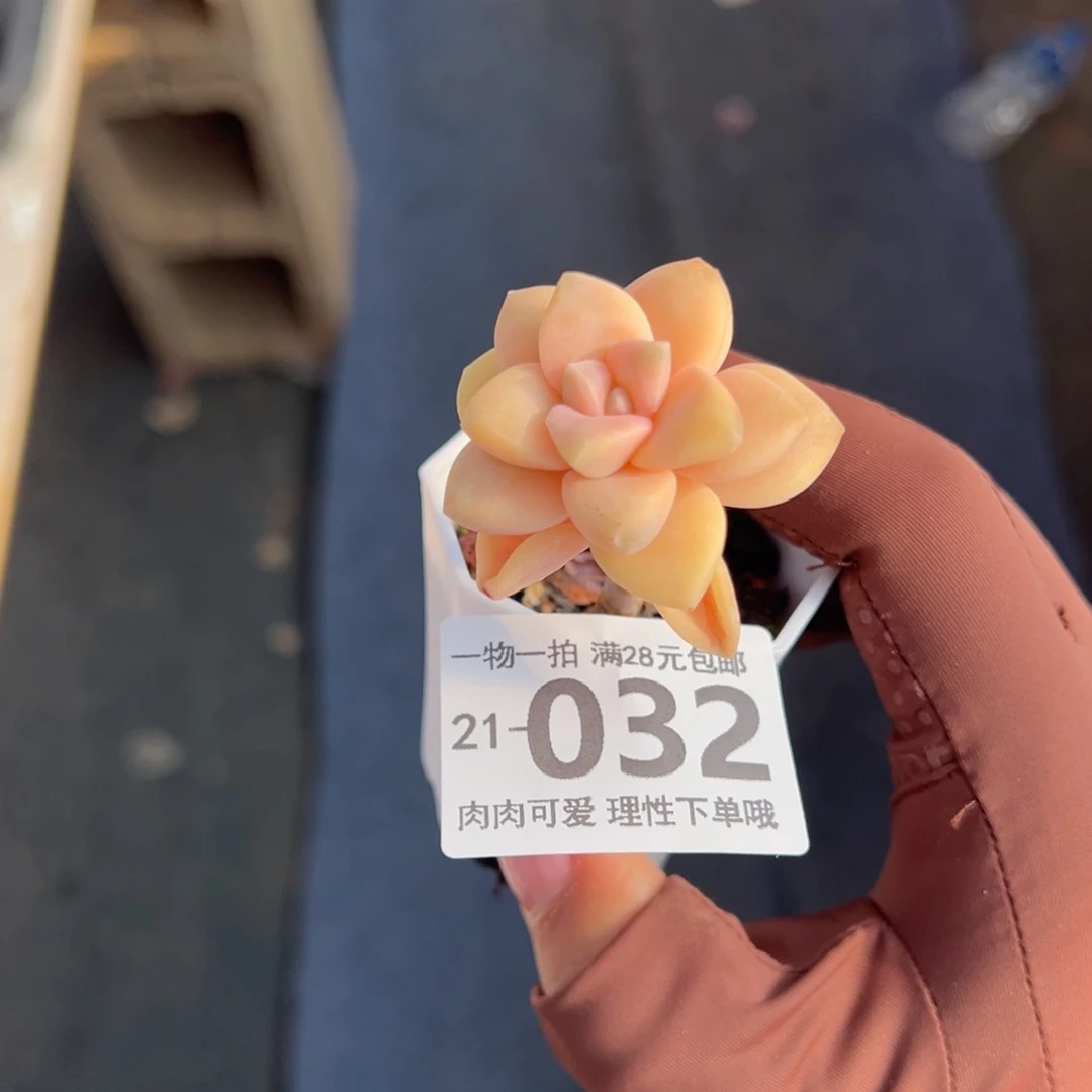 美杏锦多肉多肉多肉多肉