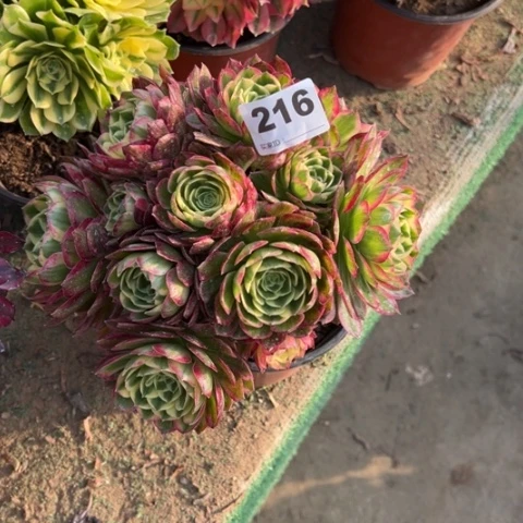 飞**花216海王朵朵多肉，