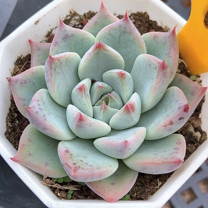 多肉植物婚戒1929多肉