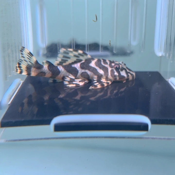 清道夫鱼24-006黄金斑马一条尺寸6.5-7