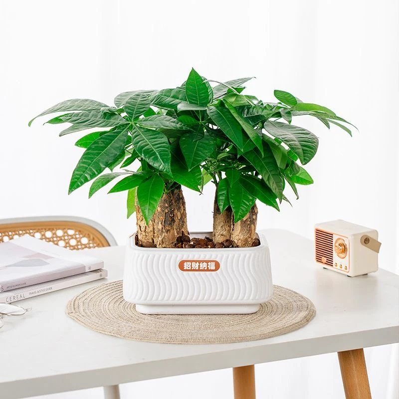 【花伴水】带双层盆六颗发财树盆栽轻室内耐旱客厅好养