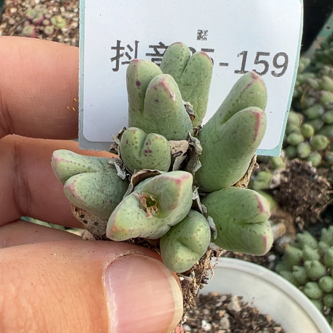 25-159肉锥多肉植物