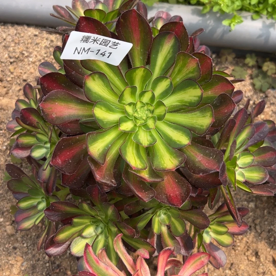 爱马仕中班手捧多肉植物141