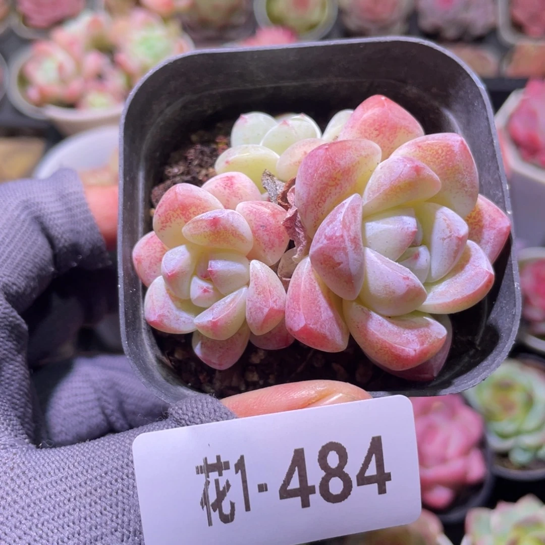 花利美1-484冰玉群