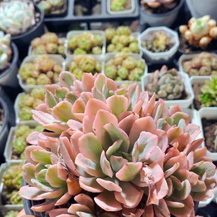 花车锦33333333000000